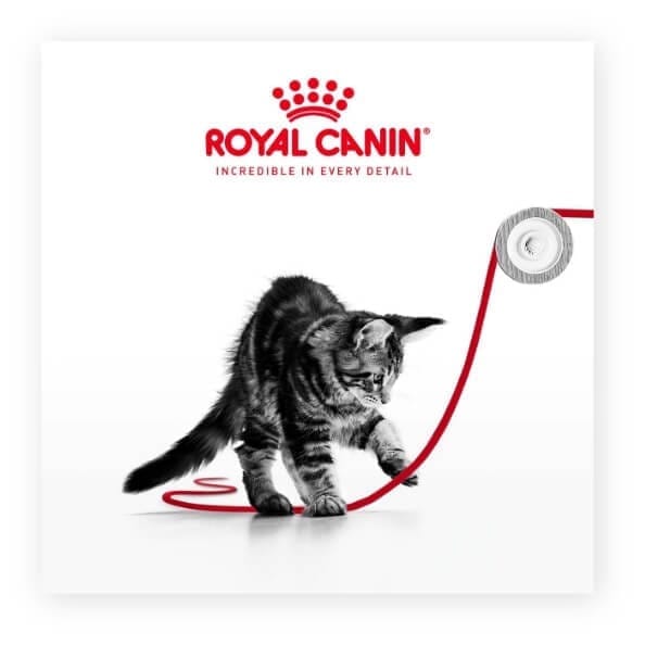 SOL FB IG Static Video Carrousel Maine Coon Consideration 1200x1200px 1 1