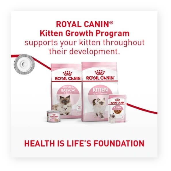 SOL FB IG Static Video Carrousel Maine Coon Consideration 1200x1200px 5 1